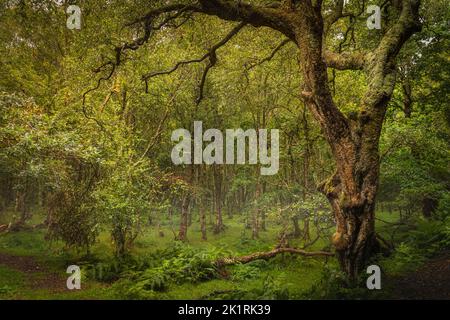 Majestätischer alter Baum, der mit Moos bedeckt und von Sonnenlicht in launischem, tiefem dunklen Wald, Glendalough, Wicklow, Irland, erleuchtet ist Stockfoto