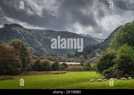 Schar von Schafen grasen auf grünem Feld in Glendalough mit Herbstwald, Bergen und See mit dramatischen Sturmhimmel im Hintergrund, Wicklow, Irland Stockfoto