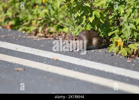 Braune Ratte (Rattus norvegicus), die kurz vor der Kreuzung einer Straße in einem bebauten Gebiet steht. Stockfoto