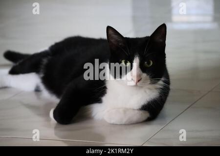 Nahaufnahme einer schwarz-weißen Katze, die auf dem weißen Boden ruht Stockfoto