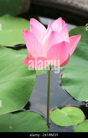 Nahaufnahme eines wunderschönen Heiligen Lotus, der im Sonnenlicht blüht Stockfoto