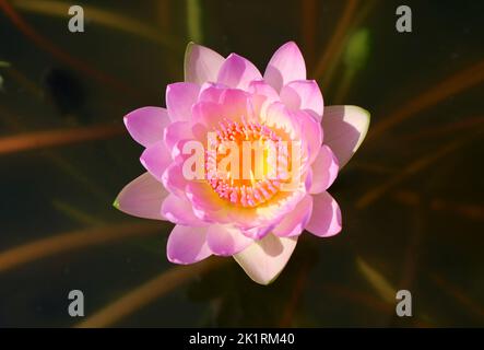 Draufsicht auf einen wunderschönen Heiligen Lotus, der im Sonnenlicht aufblüht Stockfoto