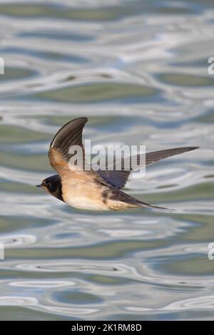 Barn Swallow (Hirundo rustica) Jugendflug Norfolk GB UK September 2022 Stockfoto