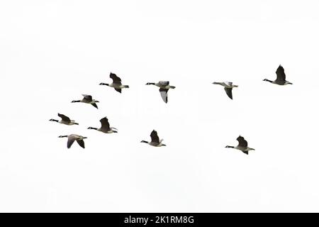 Canada Goose (Branta canadensis) Flock fliegen mit Greylag Goose (Anser anser) Cley Norfolk GB UK September 2022 Stockfoto