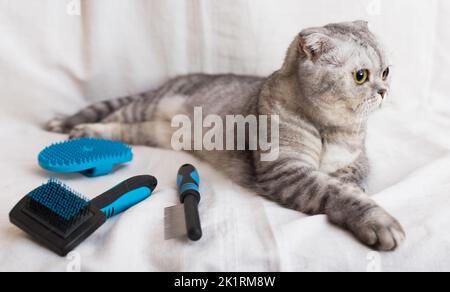 Grau gestromte Katze, die neben verschiedenen Bürsten und Kämmen für die Tierpflege liegt Stockfoto