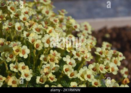 Kleine gelbe Saxifraga 'Dr Watson' Blumen im Alpenhaus im RHS Garden Harlow Carr, Harrogate, Yorkshire, England, Großbritannien. Stockfoto