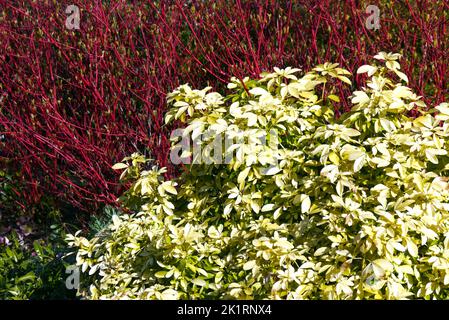 Grüne Choisya ternata 'Sundance' & Rote Cornus Alba 'Sibirica' (sibirischer Dogwood) an einer Grenze bei RHS Harlow Carr, Harrogate, Yorkshire, England, Großbritannien. Stockfoto