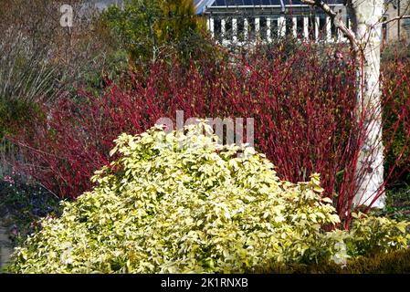 Grüne Choisya ternata 'Sundance' & Rote Cornus Alba 'Sibirica' (sibirischer Dogwood) an einer Grenze bei RHS Harlow Carr, Harrogate, Yorkshire, England, Großbritannien. Stockfoto