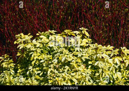 Grüne Choisya ternata 'Sundance' & Rote Cornus Alba 'Sibirica' (sibirischer Dogwood) an einer Grenze bei RHS Harlow Carr, Harrogate, Yorkshire, England, Großbritannien. Stockfoto