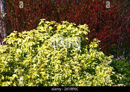 Grüne Choisya ternata 'Sundance' & Rote Cornus Alba 'Sibirica' (sibirischer Dogwood) an einer Grenze bei RHS Harlow Carr, Harrogate, Yorkshire, England, Großbritannien. Stockfoto