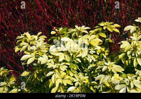 Grüne Choisya ternata 'Sundance' & Rote Cornus Alba 'Sibirica' (sibirischer Dogwood) an einer Grenze bei RHS Harlow Carr, Harrogate, Yorkshire, England, Großbritannien. Stockfoto