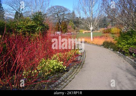 Grüner Choisya ternata 'Sundance' & roter Cornus Alba 'Sibirica' (sibirischer Dogwood) angrenzender Pfad an der RHS Harlow Carr, Harrogate, Yorkshire, England, Großbritannien. Stockfoto