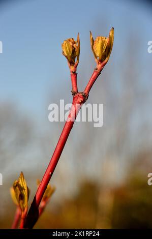 Red Cornus Alba 'Sibirica' (sibirischer Dogwood) Blütenknospen, die im RHS Garden Harlow Carr, Harrogate, Yorkshire, England, Großbritannien angebaut werden. Stockfoto