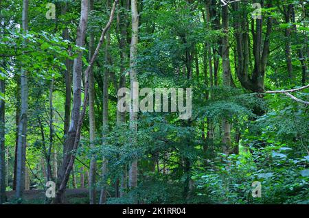 Den Wood, zwischen Kulten und dem Hazlehead Park in Aberdeen, einem der wenigen Reste halbnatürlicher Laubwälder im Nordosten Schottlands Stockfoto