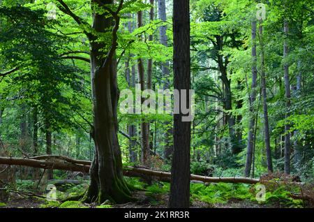 Den Wood, zwischen Kulten und dem Hazlehead Park in Aberdeen, einem der wenigen Reste halbnatürlicher Laubwälder im Nordosten Schottlands Stockfoto