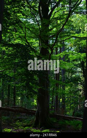 Den Wood, zwischen Kulten und dem Hazlehead Park in Aberdeen, einem der wenigen Reste halbnatürlicher Laubwälder im Nordosten Schottlands Stockfoto