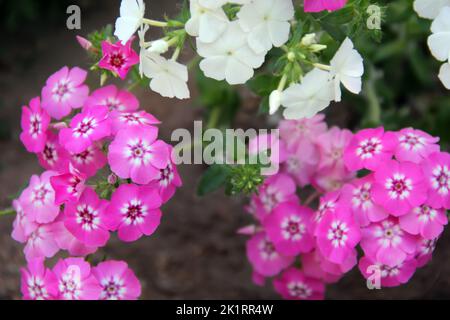 In einem Frühlingsgarten wachsen wunderschöne violette Blüten von Bergenia. Nahaufnahme. Bergenia cordifolia purpurea. Stockfoto
