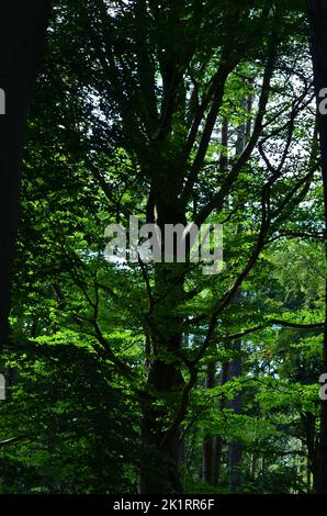 Den Wood, zwischen Kulten und dem Hazlehead Park in Aberdeen, einem der wenigen Reste halbnatürlicher Laubwälder im Nordosten Schottlands Stockfoto