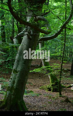 Den Wood, zwischen Kulten und dem Hazlehead Park in Aberdeen, einem der wenigen Reste halbnatürlicher Laubwälder im Nordosten Schottlands Stockfoto