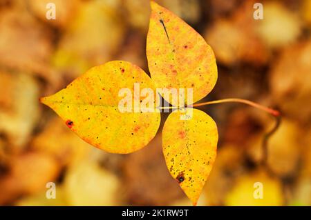 Giftefeublätter im Herbst Stockfoto