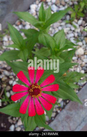 Zenia Blüten blühen in rot mit gelbem Pulver Stockfoto