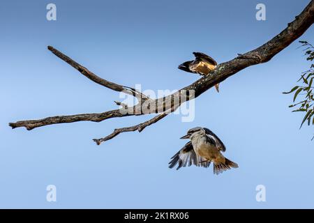 Zwei lachende Kookaburras (Dacelo novaeguineae), einer thront und einer landet auf einem Ast gegen den wolkenlosen Himmel Stockfoto