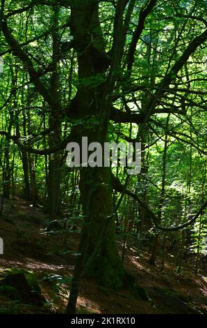 Den Wood, zwischen Kulten und dem Hazlehead Park in Aberdeen, einem der wenigen Reste halbnatürlicher Laubwälder im Nordosten Schottlands Stockfoto