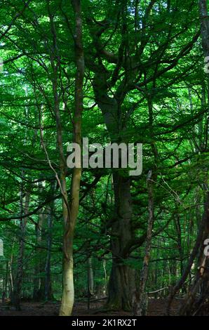 Den Wood, zwischen Kulten und dem Hazlehead Park in Aberdeen, einem der wenigen Reste halbnatürlicher Laubwälder im Nordosten Schottlands Stockfoto