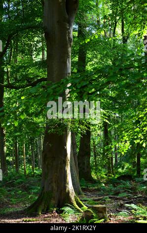 Den Wood, zwischen Kulten und dem Hazlehead Park in Aberdeen, einem der wenigen Reste halbnatürlicher Laubwälder im Nordosten Schottlands Stockfoto