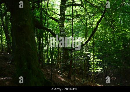 Den Wood, zwischen Kulten und dem Hazlehead Park in Aberdeen, einem der wenigen Reste halbnatürlicher Laubwälder im Nordosten Schottlands Stockfoto