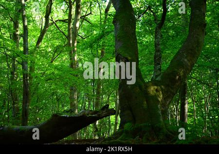 Den Wood, zwischen Kulten und dem Hazlehead Park in Aberdeen, einem der wenigen Reste halbnatürlicher Laubwälder im Nordosten Schottlands Stockfoto