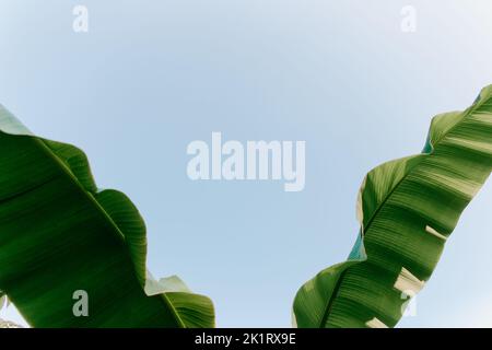 Bananenblätter gegen einen blauen Himmel Stockfoto