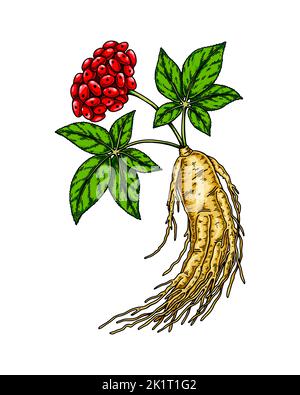 Handgezeichnete wilde Ginseng-Wurzel mit Blättern und Beeren isoliert auf weißem Hintergrund. Botanische Vektordarstellung in farbiger Skizze für die Verpackung Stock Vektor