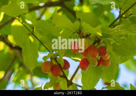 Die Dogwood-Beere auf dem Ast Stockfoto
