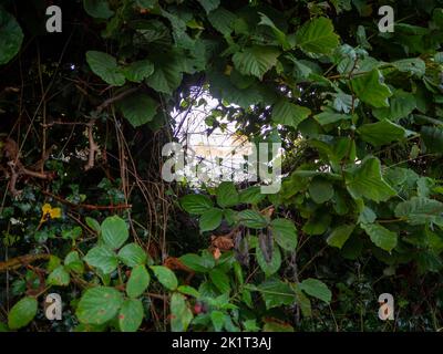 Nebliger Sonnenaufgang in Gawsworth. Blick durch die Hecke in die Welt jenseits Stockfoto