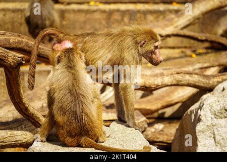 Pavianaffen auf einigen Felsen, die miteinander spielen. Stockfoto