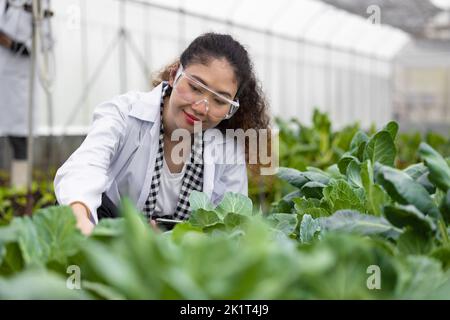 Wissenschaftler Frau Forscher Mitarbeiter sammeln Studie Pflanzeninformationen in der Landwirtschaft Bauernhof. Agrarwissenschaftliches Konzept. Stockfoto