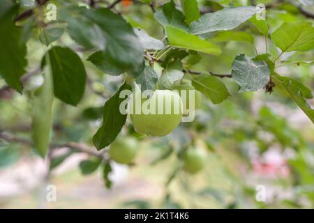 Grüne Äpfel wiegen auf einem Ast im Garten. Unreife Äpfel. Stockfoto