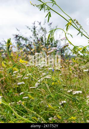 Wildblumenwiese auf dem Dach in Bristol mit gewöhnlichen Schafgarben- und Gelbklee-Blüten Stockfoto