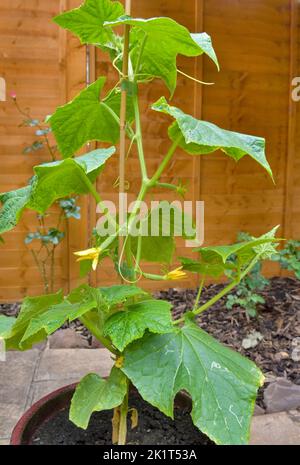 Bio-Gurkenpflanze, die im Topf im Garten wächst. Gurkensorte Delistar F1 Stockfoto