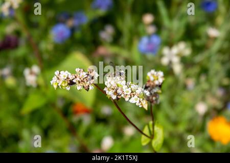Wespe auf rosa weißen Blüten von Buchweizen fagopyrum esculentum Pflanze und herzförmigen Blatt mit bunten Wildblumen im Hintergrund verschwommen Stockfoto
