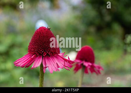Bumble Bee auf Echinacea purpurea die östliche purpurrote Blütenblume mit einem verschwommenen grünen Hintergrund Stockfoto
