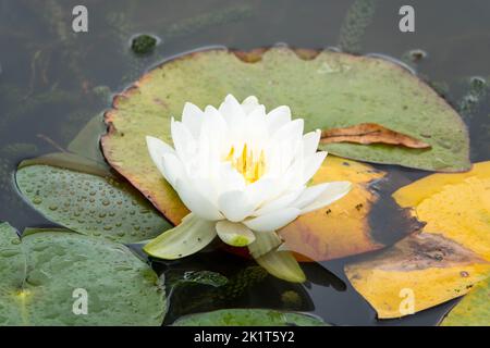 Schöne weiße Lilie zwischen den Pads im Wasser mit Reflexen Stockfoto