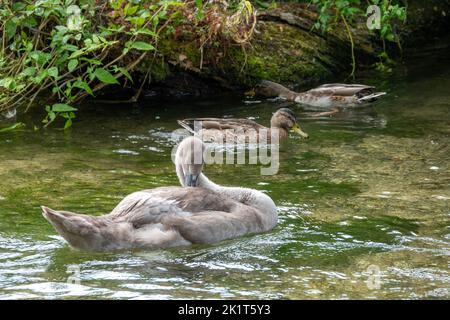 Elegantes Cygnet im Fluss mit Enten im Hintergrund Stockfoto