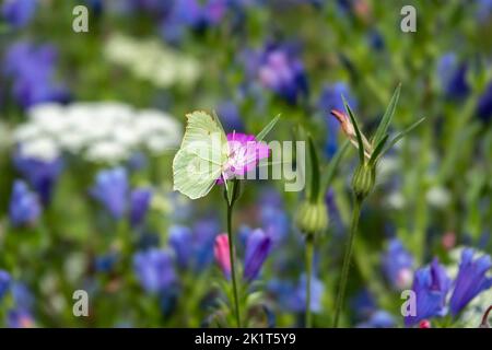 Gemeiner Schmetterling aus Schwefel auf hellrosa Maiskittle mit einem verschwommenen Hintergrund von hübschen Wildblumen Stockfoto