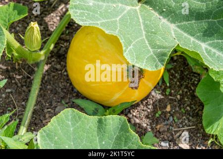Großer gelber Kürbis, der in der Herbstsonne reift, bereit für halloween Stockfoto