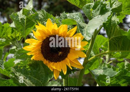 Bumble Biene sammelt Pollen von schönen leuchtend gelben Sonnenblume Stockfoto