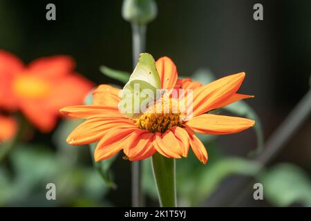 Gemeiner Schwefel-Schmetterling auf heller mexikanischer Sonnenblume tithonia rotundifolia mit einem verschwommenen orange und grünen Hintergrund Stockfoto