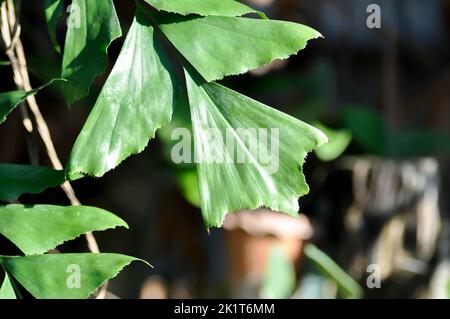 Caryota urens, Palmae oder ARECACEAE oder Caryota mitis Lour oder Fishtail Palm oder Wart Fishtail Palm Pflanze Stockfoto