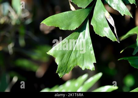 Caryota urens, Palmae oder ARECACEAE oder Caryota mitis Lour oder Fishtail Palm oder Wart Fishtail Palm Pflanze Stockfoto